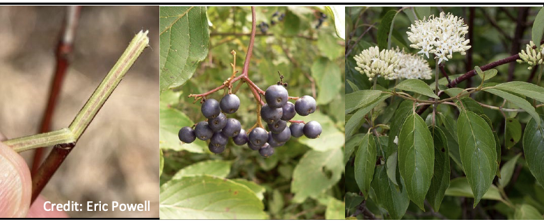 <p>Family:<br>Genus:<br>Species:<br>Common Name:</p>