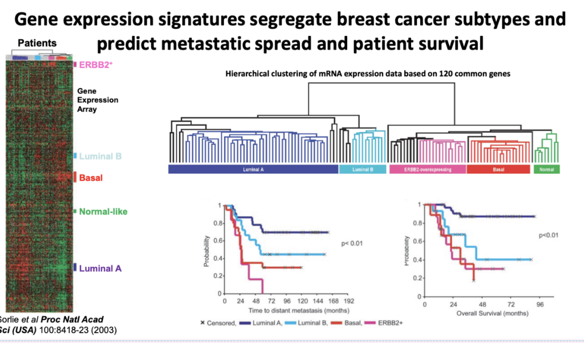 <p>Gene expression signatures segregate breast cancer subtypes and predict metastatic spread and patient survival</p><ul><li><p><span style="background-color: inherit; line-height: 22px; color: windowtext;">Use info to predict how patient will react to therapy and survival time&nbsp;</span><span style="line-height: 22px; color: windowtext;">&nbsp;</span></p></li></ul><p></p>