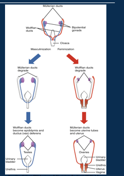 <p><span>Male (XY) and female (XX) reproductive tracts develop from a common origin, which differentiate during foetal development.</span></p><p style="text-align: left;"><span>Therefore, most structures are homologous and share the same basic features:</span></p><p><span>•Gonads – produce gametes (oocyte/ sperm), and hormones.</span></p><p><span>•Ducts – transport gametes and open to external environment.</span></p><p><span>•Accessory glands</span></p><p><span>•External genitalia.</span></p>