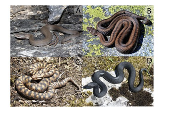 <p>What do the snake pictures demonstrate in this slide?</p>