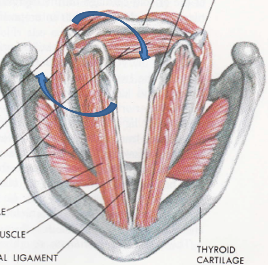 <p>Locate each of the muscles in this picture </p>