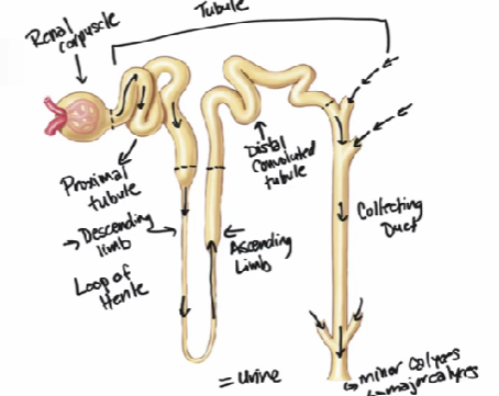 <ul><li><p>tube-like structure made up of a single layer of epithelial cells</p></li><li><p>wraps around itself & forms JGA</p></li><li><p>process & modifies fluid → varies based on each part</p></li><li><p>(1) proximal tubule = close to corpuscle</p></li><li><p>(2) loop of Henle = descending & ascending limbs</p></li><li><p>(3) distal convoluted tubules</p></li><li><p>(4) collecting duct = connects w/ many nephrons on 1 collecting duct</p></li></ul><p></p>