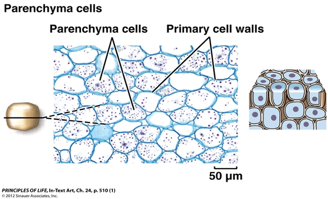 <p>the basic tissue type in the streptophytes with cells linked by plasmodesmata </p><p></p>
