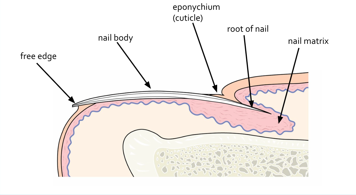 <ul><li><p>The cuticle</p></li><li><p>Provides protection seal for the nail matrix</p></li><li><p>Provides a seal so foreign objects and bacteria can’t enter the nail bed</p></li></ul><p></p>