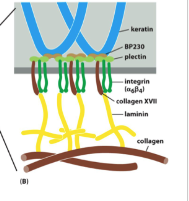 <p><strong>α6β4-integrin</strong>.</p>