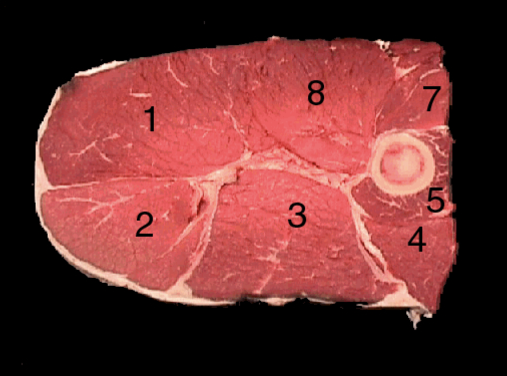 <ol><li><p>M. semimembranosus</p></li><li><p>M. semitendinosus</p></li><li><p>M. gluteobiceps</p></li></ol><ol start="8"><li><p>M. adductor</p></li></ol><ol start="10"><li><p>Intermuscular (seam) fat</p></li></ol><p></p>