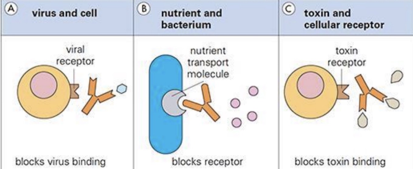 <p>An antibody function that involves the deactivation of a toxin, prevention of viral attachment, or blocking a bacterial surface receptor.</p>