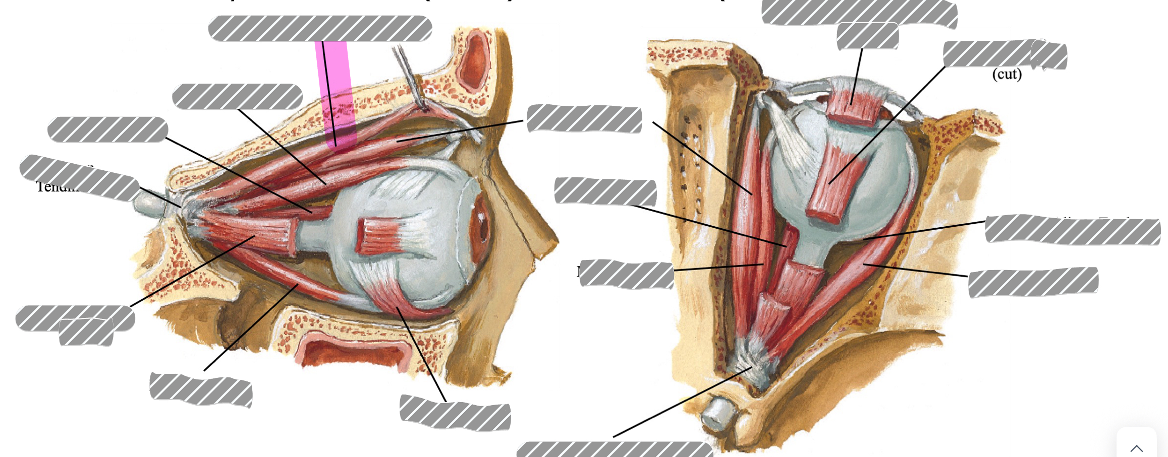 term image