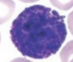 <p>what is it (Staining Blood Smears)</p>