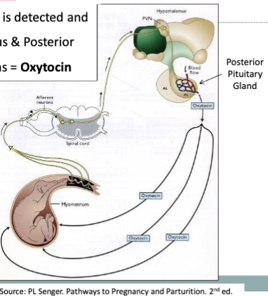 <ul><li><p>fetal pressure on the cervix is detected and relayed to the hypothalamus and posterior pituitary via sensory neurons = oxytocin</p></li></ul><p></p>