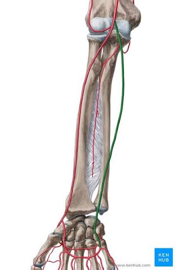 <p>Parralels the ulna</p>