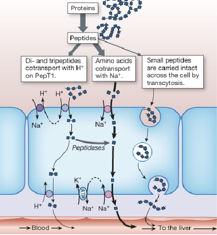 <ul><li><p>Amino acids are absorbed through solute carrier (SLC) transporters often via secondary active transport coupled with Na<sup>+</sup> or H<sup>+</sup> gradients</p></li><li><p>Dipeptides and tripeptides are taken up by the oligopeptide transporter PepT1 which is driven by an H<sup>+</sup> gradient</p></li><li><p>Once inside the enterocyte, small peptides are further hydrolyzed into free amino acids, but some might be transported intact</p></li></ul><p></p>
