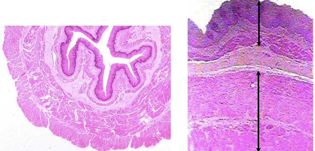 <p>what is this </p>