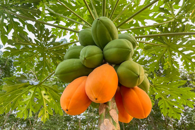 <p><strong>Common Name</strong>: Papaya</p><p><strong>Parts Used</strong>: <span style="background-color: transparent; font-family: "Helvetica Neue", sans-serif;"><span>Leaves fruit, seeds roots, bark, and latex</span></span></p><p><strong>Use/s</strong>: Digestive disorders, constipation, dengue, fever; anticancer, hypolipidemic, hypoglycemic</p><p><strong>Major Metabolites</strong>: <strong><u>Carpaine (alkaloids)</u></strong>; flavonoids, tannins, saponins, terpenoids, steroids, phenols, cardiac glycosides, anthraquinones</p>