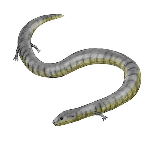 <p>What evolutionary trend is this reconstruction of an extinct, primitive species of a caecilian demonstrating? </p>