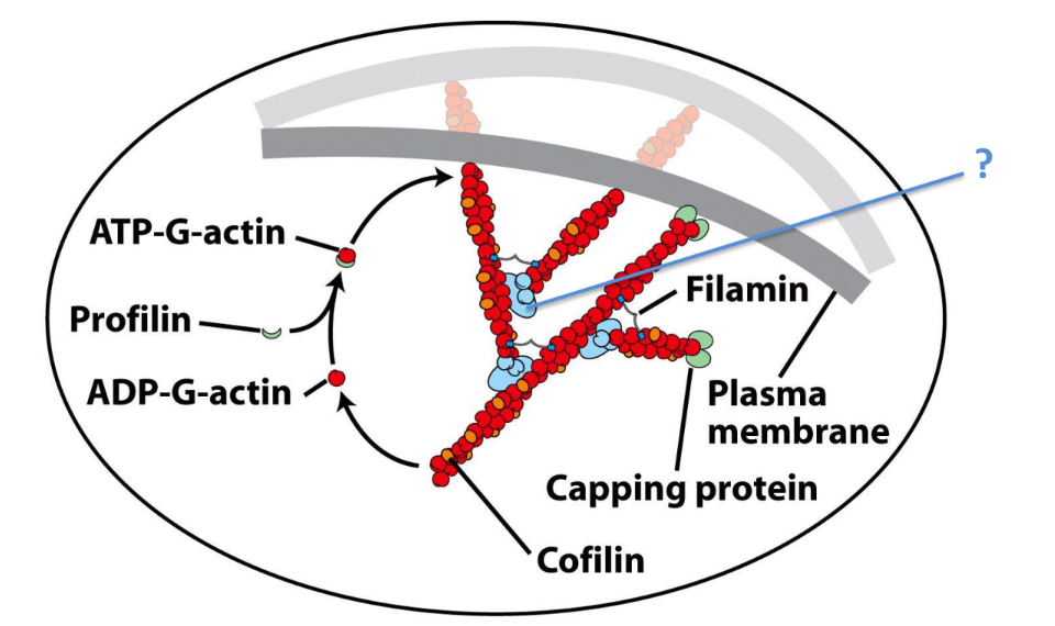 <p>Help push membrane outwards </p><ol><li><p><strong>Arp2/3 Complex</strong> + WASP protein → branched actin </p></li><li><p><strong>Filamin</strong> = stabilizes actin branchesx</p></li><li><p><strong>CapZ</strong> = actin capping protein = caps (+) end of actin</p></li><li><p><strong>Cofilin</strong> = actin severing protein → ADP-G-actin</p></li><li><p><strong>Profilin</strong> = actin binding protein → ADP-G-actin → ATP-G-actin</p></li></ol><p></p>