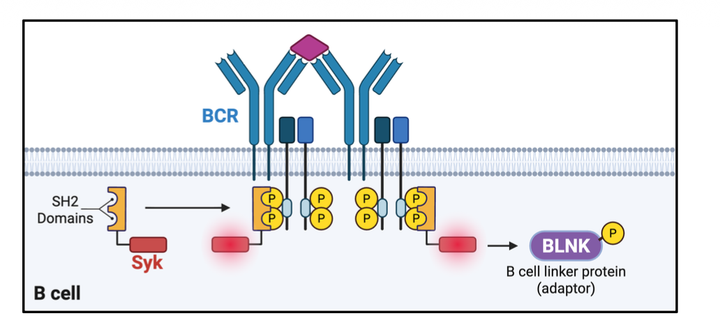 <p>kinase Syk, which phosphorylates BLNK</p>
