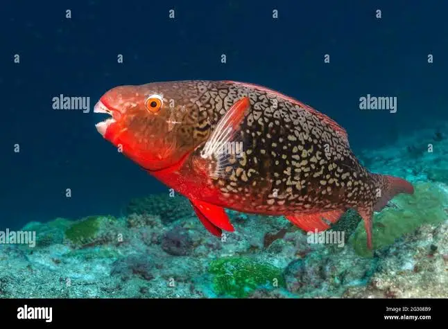 <p>Scarus rubroviolaceus</p>