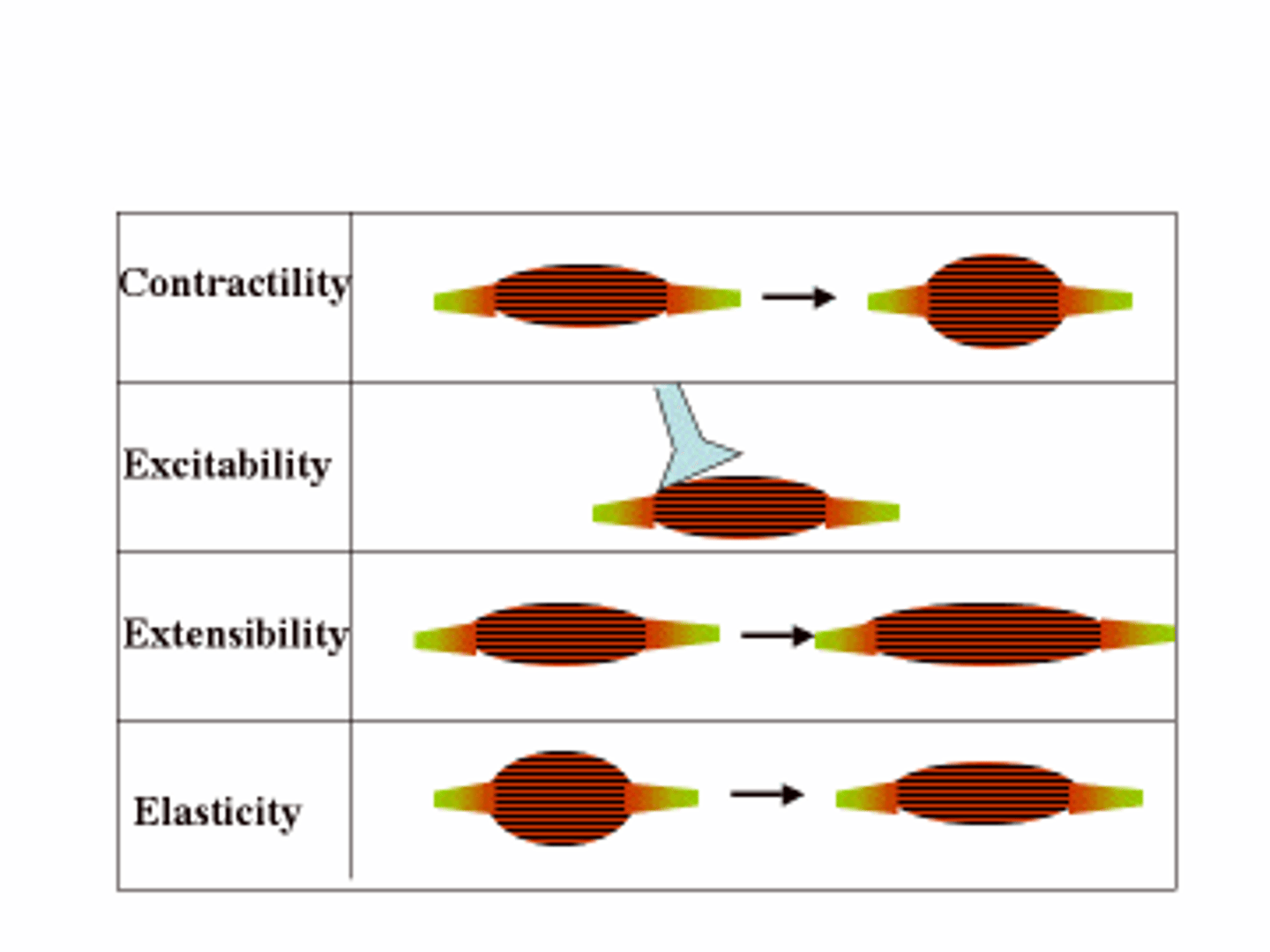 <p>Muscle tissue can be stretched. Contraction of one skeletal muscle will stretch an opposing muscle. The muscular wall of a hollow organ is stretched by the substances contained within that organ—a bolus of food in the digestive tract or urine in the urinary bladder, for example.</p>