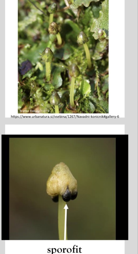 <p>Deblo poddeblo razred vrsta struktura</p>