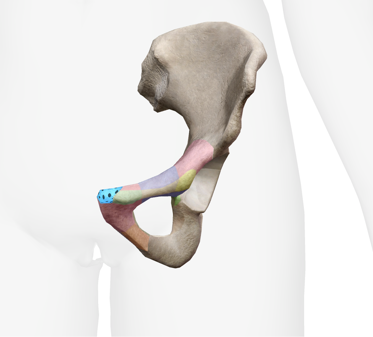 <p>What is this part of the pubis</p>