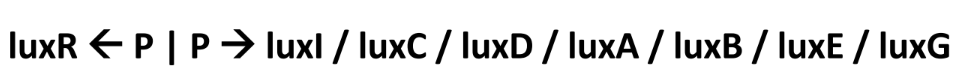 <ul><li><p>LuxI is the first gene of the operon (*effects covered earlier)</p></li><li><p>The genes LuxC, LuxD, and LuxE produce a multicomponent fatty acid reductase that synthesizes a long-chain fatty aldehyde (RCHO)</p></li><li><p>The genes LuxA and LuxB encode the α and β subunits of luciferase enzyme</p></li><li><p>The gene LuxG encodes an FMN reductase that generates FMNH<sub>2</sub></p></li></ul><p></p>