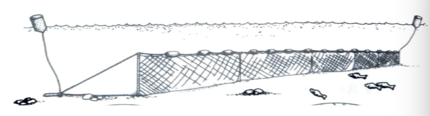 <p>What kind of net is shown?</p>