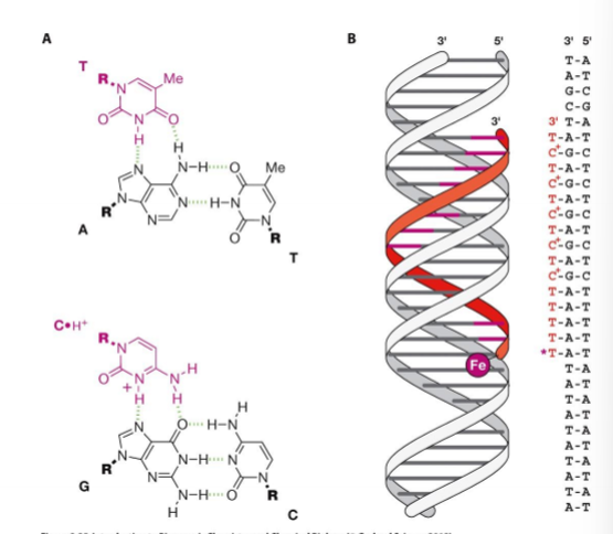<p>kai susidaro trigrandė DNR dėl hukstino TAT ir CGC, susidaro tada, kai iš eilės daug A ir T nes CGC susidaro sunkiau</p>