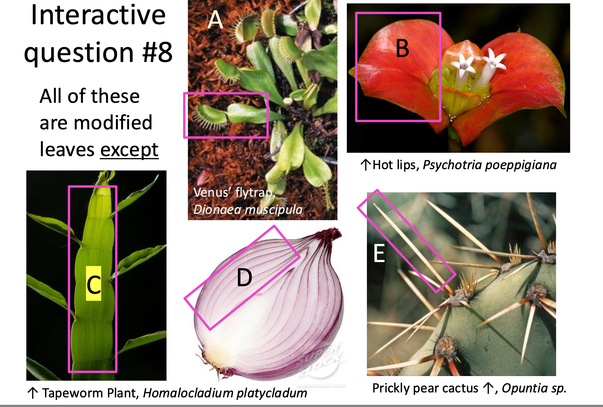 <p>All of these</p><p class="p1">are modified</p><p class="p1">leaves except</p>