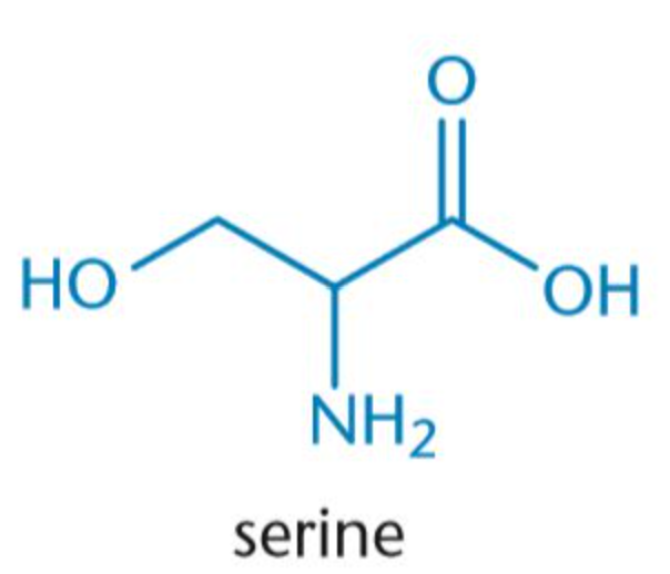 <p>Ser, S</p>