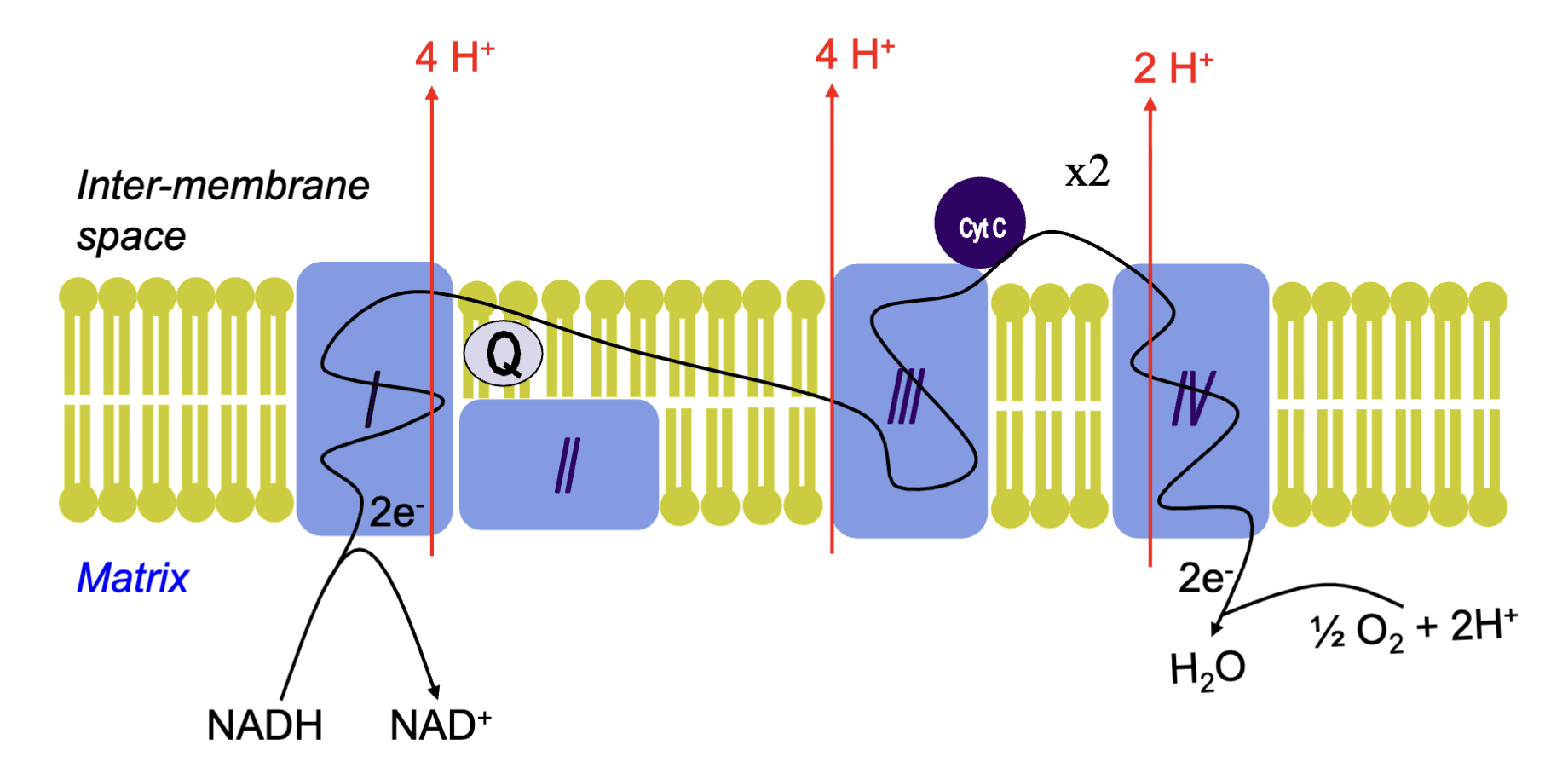<p>NADH donates its electrons to complex 1, which undergoes passage via FMN and iron sulfur clusters and then exits complex 1 to be passed to Coenzyme Q. This releases energy to pump 4 protons across the inner mitochondrial membrane via a conformational change of complex I.</p><p>The electrons passed to Q are then further passed to complex III. This releases energy to pump 4 protons across the inner mitochondrial membrane via a conformational change of complex III.</p><p>From complex III, cytochrome C receives the electrons and passes them to complex IV. This releases energy to pump 2 protons across the inner mitochondrial membrane via a conformational change of complex III.</p><p>The electrons are finally accepted by O2 at the end of the chain, which combined with protons to form H2O.</p>