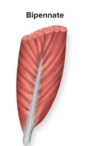 <p>Fascicles attach to both sides of a central tendon and run at an angle → ex: rectus femoris</p><ul><li><p>Think of a feather with the tendon being the shaft and barbs coming off both sides</p></li></ul><p></p>