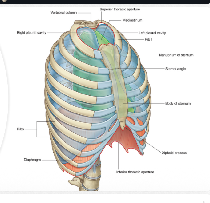 <ul><li><p>body of T1 posteriorly</p></li><li><p>medial margin of rib 1 on each side</p></li><li><p>manubrium anteriorly</p></li><li><p>open structure</p></li></ul><p></p>