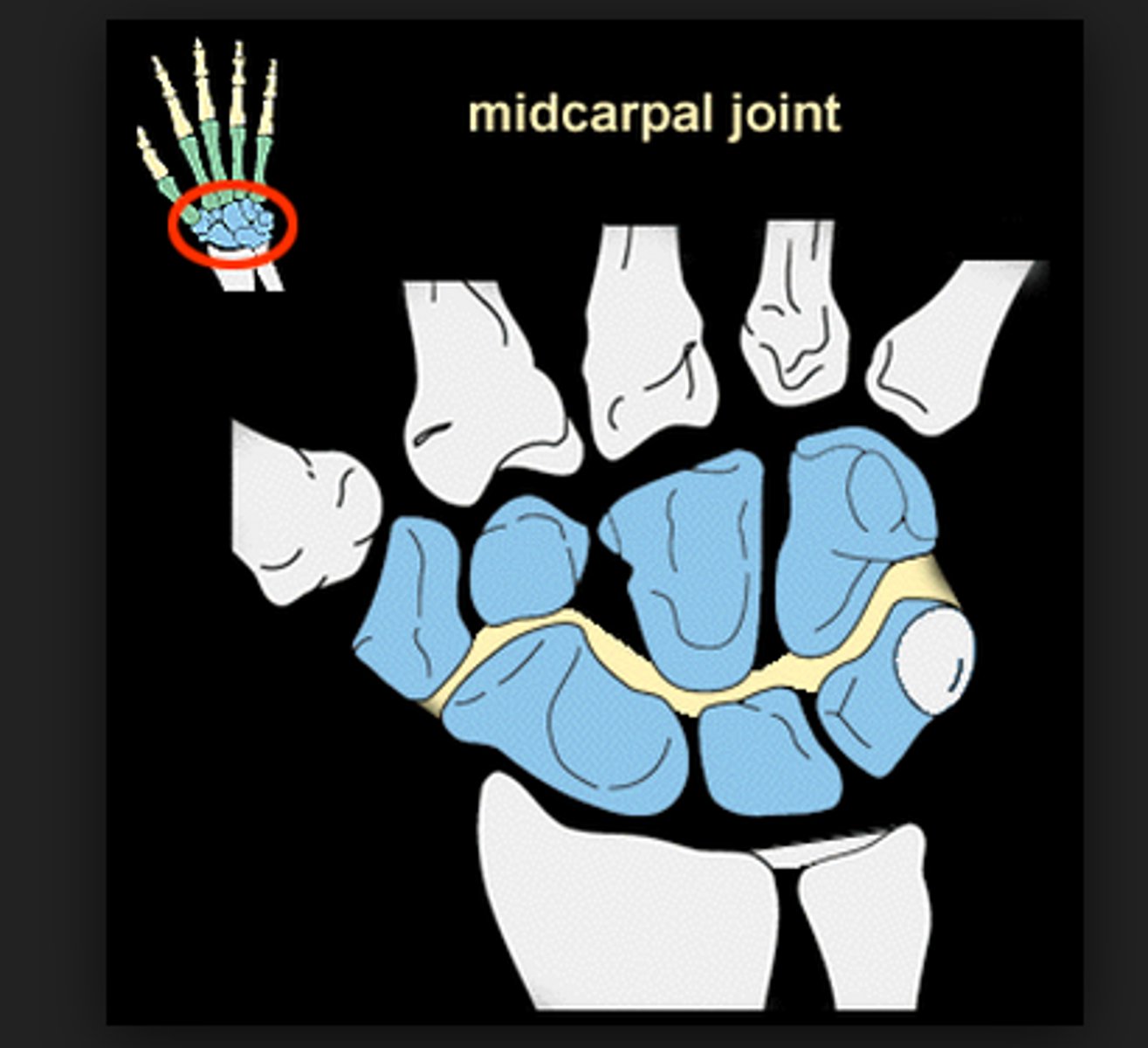 <p>(Plane/Gliding Joint)</p><p>(Functional unit rather than anatomical)</p><p>Between the proximal &amp; distal carpal rows</p><p>-Motions: ALL motion; but mainly Extension &amp; Radial Deviation</p><p>-Ligaments for stability including the Transverse Carpal Ligament</p>