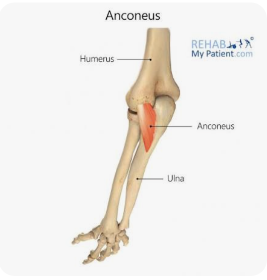<p>O: Lateral epicondyle of the humerus</p><p>I: Olecranon and superior posterior surface of the ulna</p><p>A: Extension of forearm; stabilization during pronation/supination</p><p>N: Radial nerve</p>