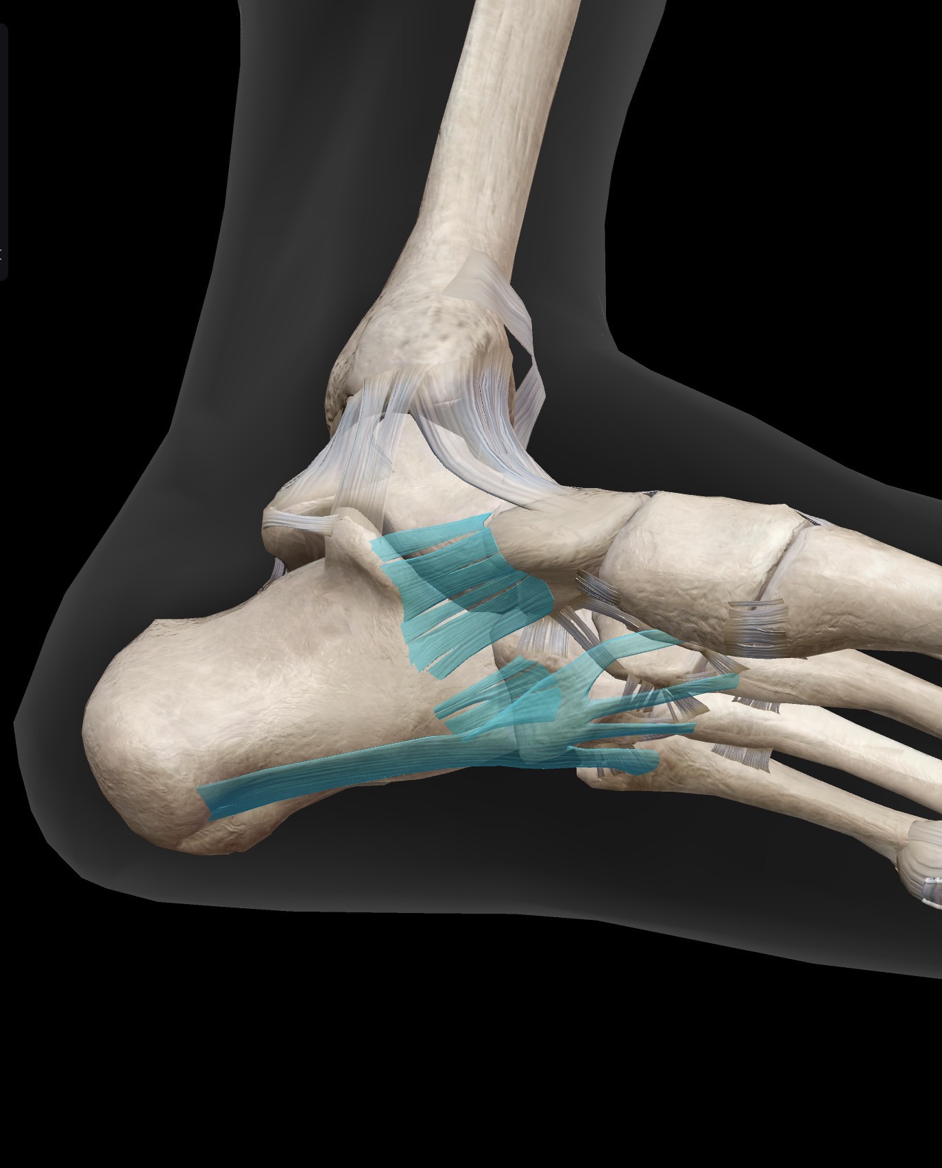 <p>What ligaments are these?</p>