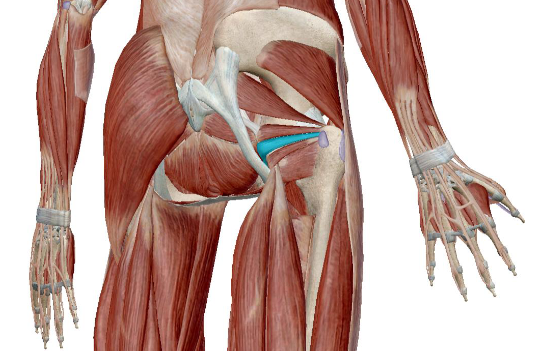<p>what muscle is this</p>