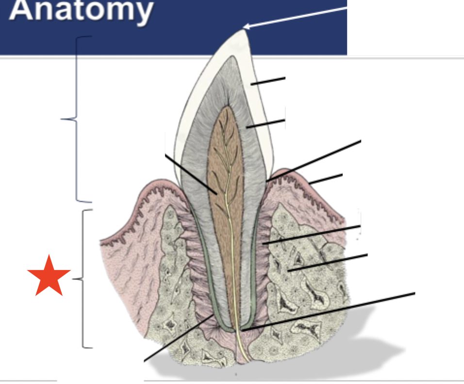 <p>What portion of the tooth is indicated by the star?</p>