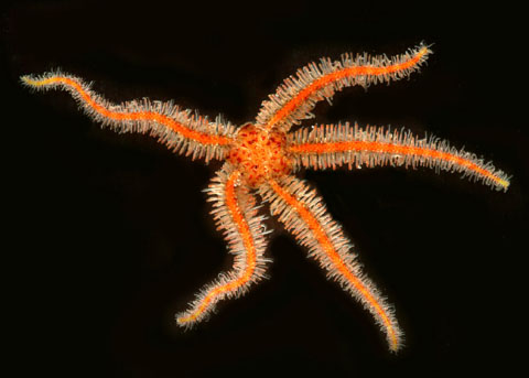 <p>Western Spiny Brittle Star</p>