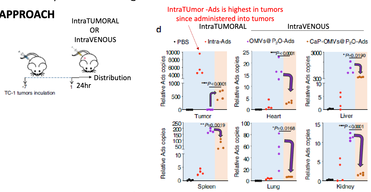 <p>inoculated mice with TC-1 tumours for 7 days, then inoculated with either PBS, Intra-tumoral Ad, OMV-P2O-Ad, CaP-OMVs-P2O-Ad, examine biodistribution after 24h → looked ay relative Ad genome copy number in tumor, heart, liver, speen, lung, and kidney </p><ul><li><p>found that adding CaP increases tumor-specific accumulation of IV OMV-Ads</p></li></ul><p></p>