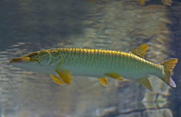 <p>Common name, Family, Scientific Name?</p>