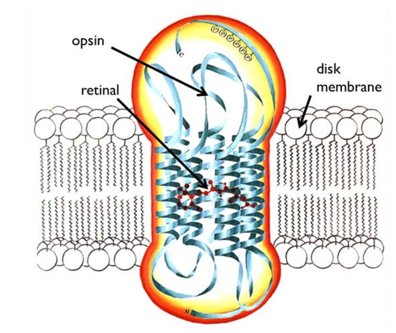 <p>The process by which light initiates a nerve impulse in the retina:</p><ul><li><p>photoreceptor cells contain hundreds of membrane disks, which each hold thousands of molecules of rhodopsin</p></li><li><p>rhodopsin is a trans-membrane protein, made up of opsin surrounding a small molecule, called retinal</p></li></ul><p></p>