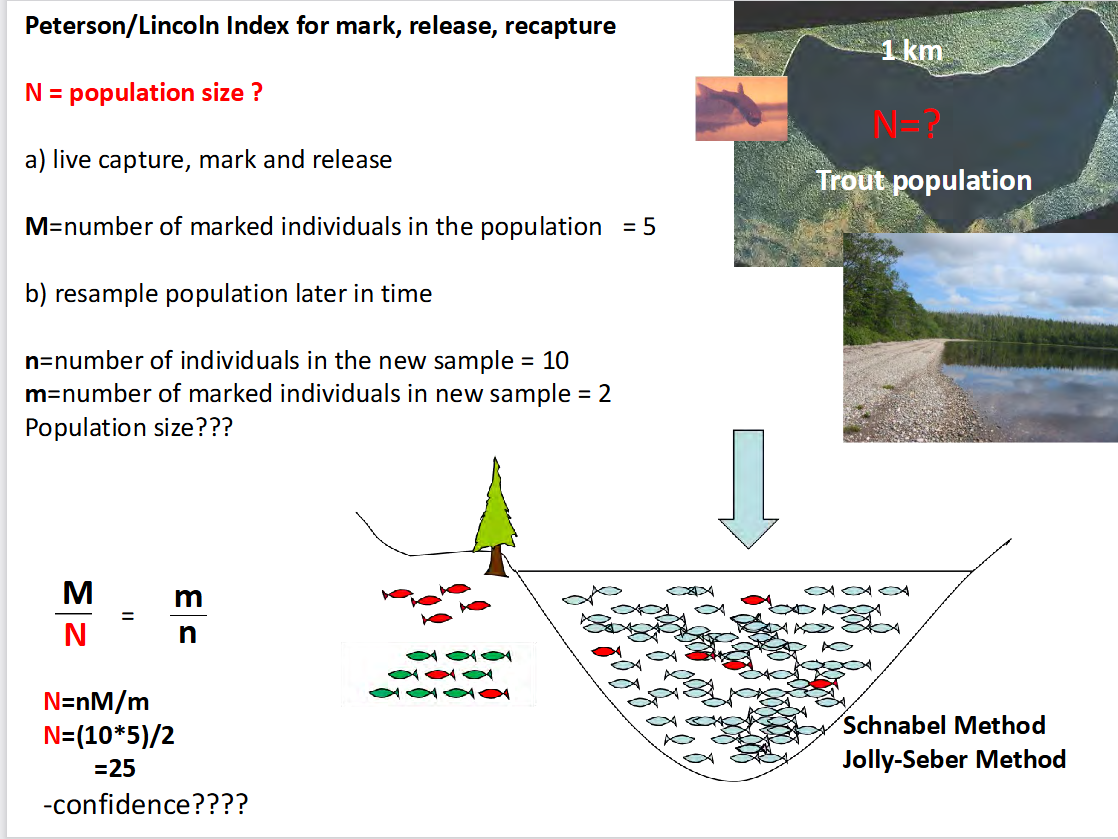 <p>it is used to estimate the total population size (N) when its impossible to calculate every individual directly</p><p><strong>confidence????"</strong>: This refers to calculating confidence intervals. Because field sampling relies on chance, smaller sample sizes (like capturing only 2 marked fish) yield low statistical confidence and high margins of error.</p><p></p><p><mark data-color="#a0ebc1" style="background-color: rgb(160, 235, 193); color: inherit;">The fundamental assumption is that the proportion of marked individuals in the second sample is exactly equal to the proportion of marked individuals in the entire total</mark></p><p>The method relies on tracking individuals across two separate sampling periods:</p><ul><li><p></p></li></ul><p><span><strong>Mcap M</strong></span></p><p><span><strong>𝑴</strong></span><strong>= 5</strong> → <strong>Initially Marked Individuals:</strong> In the first step (a), 5 trout are captured, tagged/marked, and released back into the lake.</p><p><span><strong>𝒏</strong></span><strong>= 10</strong> → <strong>Total Second Sample Size:</strong> In the second step (b), a new group of 10 trout is captured later.</p><p><span><strong>𝒎</strong></span><strong> = 2</strong> → <strong>Recaptured Marked Individuals:</strong> Out of those 10 trout in the second sample, exactly 2 are found to carry the mark from the first session.</p><p><span><strong>𝑵</strong></span><strong>= ?</strong> → <strong>Total Population Size:</strong> The unknown total number of trout living in the lake.</p><p>Then we assume that the number of marked fish is proportional to the population of the entire lake</p><div data-type="horizontalRule"><hr></div><p>The <strong>Schnabel method</strong> is used for multiple consecutive rounds of marking and recapture</p><p><strong>Jolly-Seber method</strong> accounts for open populations where individuals are actively being born, dying, migrating in, or migrating out.</p>