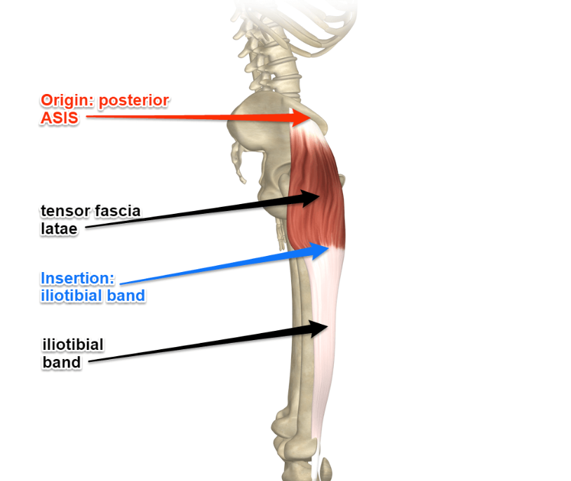 <p>Tensor fasciae latae (lateral hip) insertion</p>