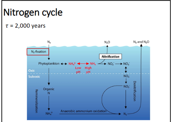<p>~2,000 years</p><p>-nitrogen is different from other nutrients because it needs to be converted from N<sub>2</sub> into a usable form for organisms</p><p>-nitrogen gas N<sub>2 </sub>is turned into ammonium (NH<sub>4</sub><sup>+</sup>) by nitrogen fixing bacteria (called “diazotrophs”)</p>