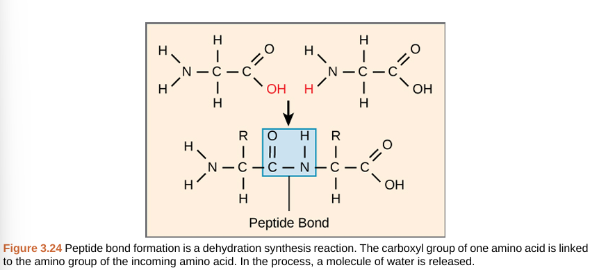 <p>peptide bond</p>