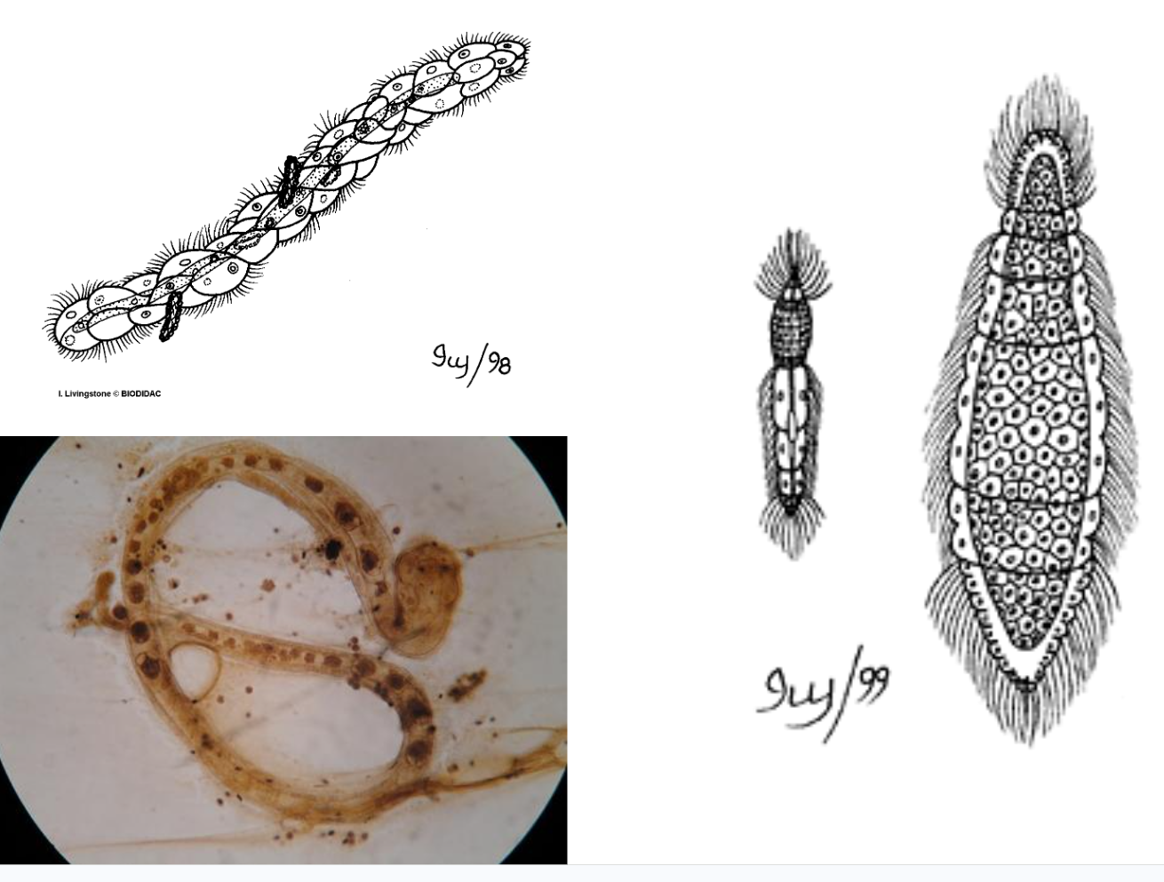 <p><span style="background-color: transparent;"><span>Phylum Mesozoa mainly consist of ______ cells in _____ layers</span></span></p>