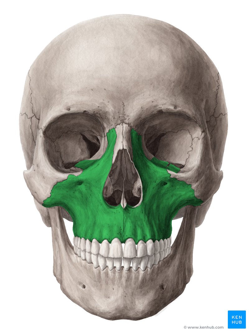 <p>The upper jaw bone. ๐ VISUAL LOCATION: ๐ The middle of the face, right below the nose and holding the top teeth.</p><img src="https://upload.wikimedia.org/wikipedia/commons/thumb/a/a4/Maxilla.png/500px-Maxilla.png" data-width="50%" data-align="center" alt="Maxilla Location" style="display: block; width: 50%; margin-left: auto; margin-right: auto;"><p></p>