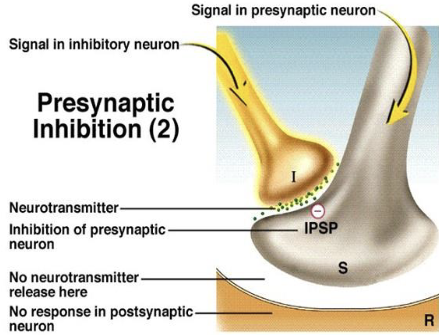 <p><strong>Presynaptic Inhibition</strong></p><ul><li><p>What is presynaptic inhibition?</p><ul><li><p>Which type of inhibition directly inhibits neurotransmitter release?</p></li></ul></li></ul><p></p>