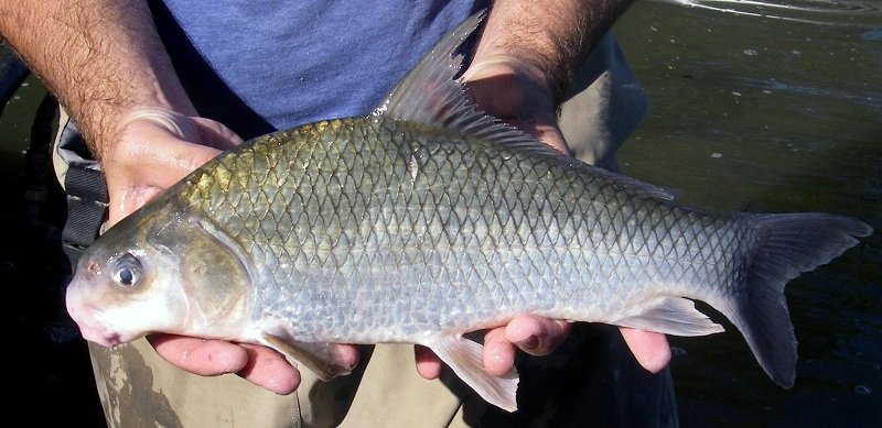 <ul><li><p>Long dorsal fin, strongly arched back</p></li><li><p>Large scales, silvery body</p></li><li><p>Unlike buffalo: slimmer with smaller head/mouth</p></li></ul><p></p>